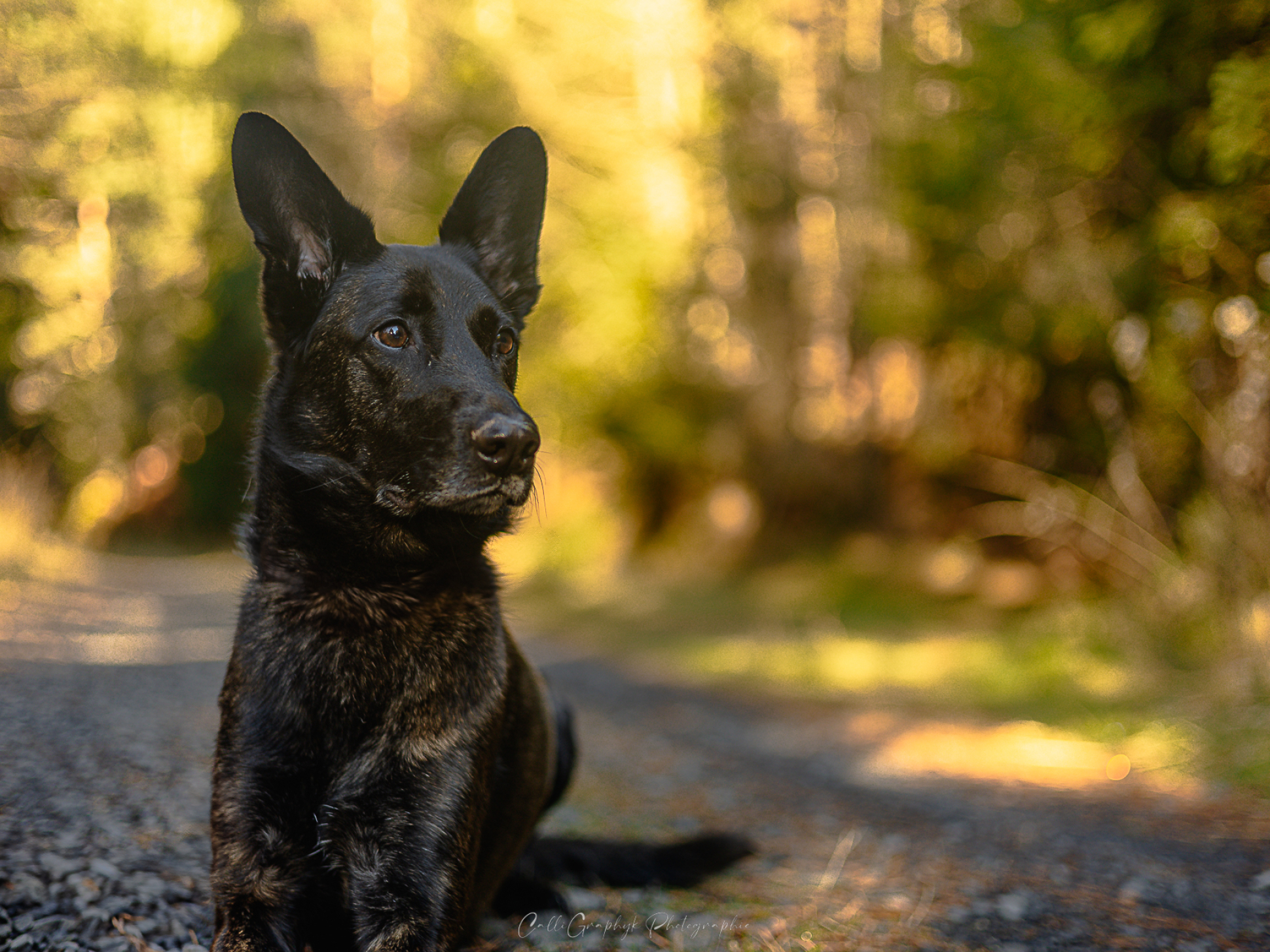 lucie-gougelet-pagaye-chien-foret