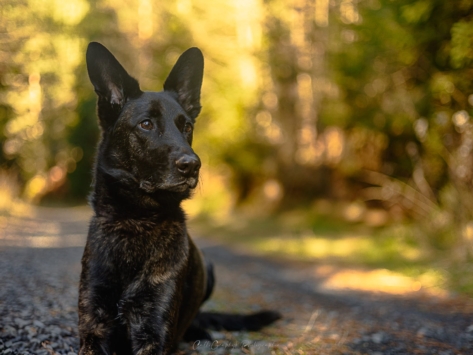 lucie-gougelet-pagaye-chien-foret