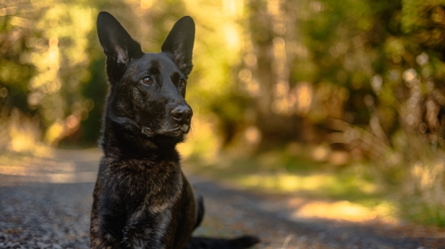 lucie-gougelet-pagaye-chien-foret